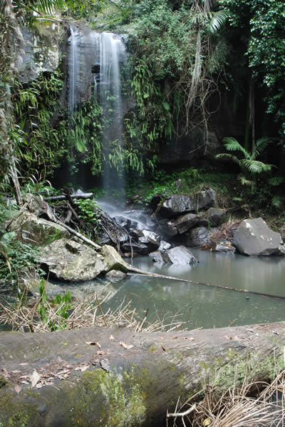 Curtis Falls flowing in Mount Tamborine National Park