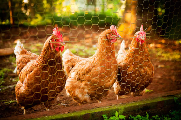 enjoy home grown eggs from our own free range Chooks