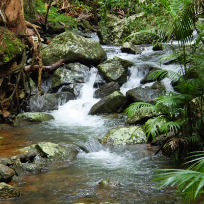 Fast Flowing Clear Creek on Mount Tamborine