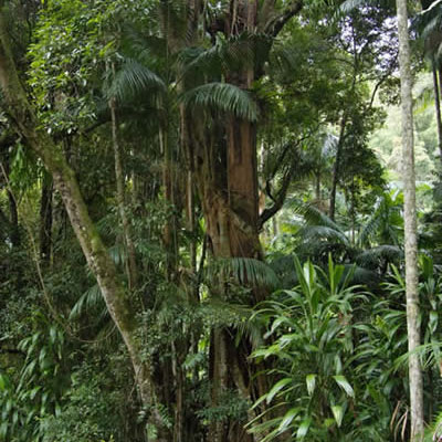 Very Tall Trees in Tamborine Mountain National Park