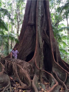 Man dwarfed by huge Fig tree in Witches Falls Section Tamborine National Park