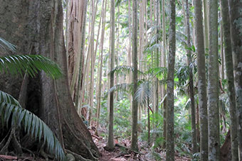 Palm Grove Rainforest Circuit Tamborine Mountain Huge trees at Palm Grove Rainforest Circuit Tamborine Mountain