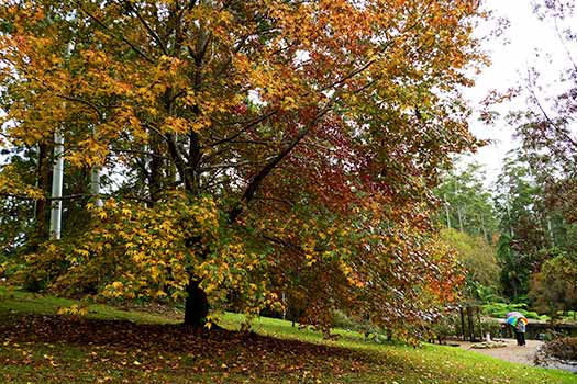Autumn Leaves Botanic Gardens Tamborine Mountain